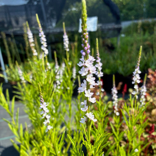 VERBENA simplex Narrow Leaved Vervain