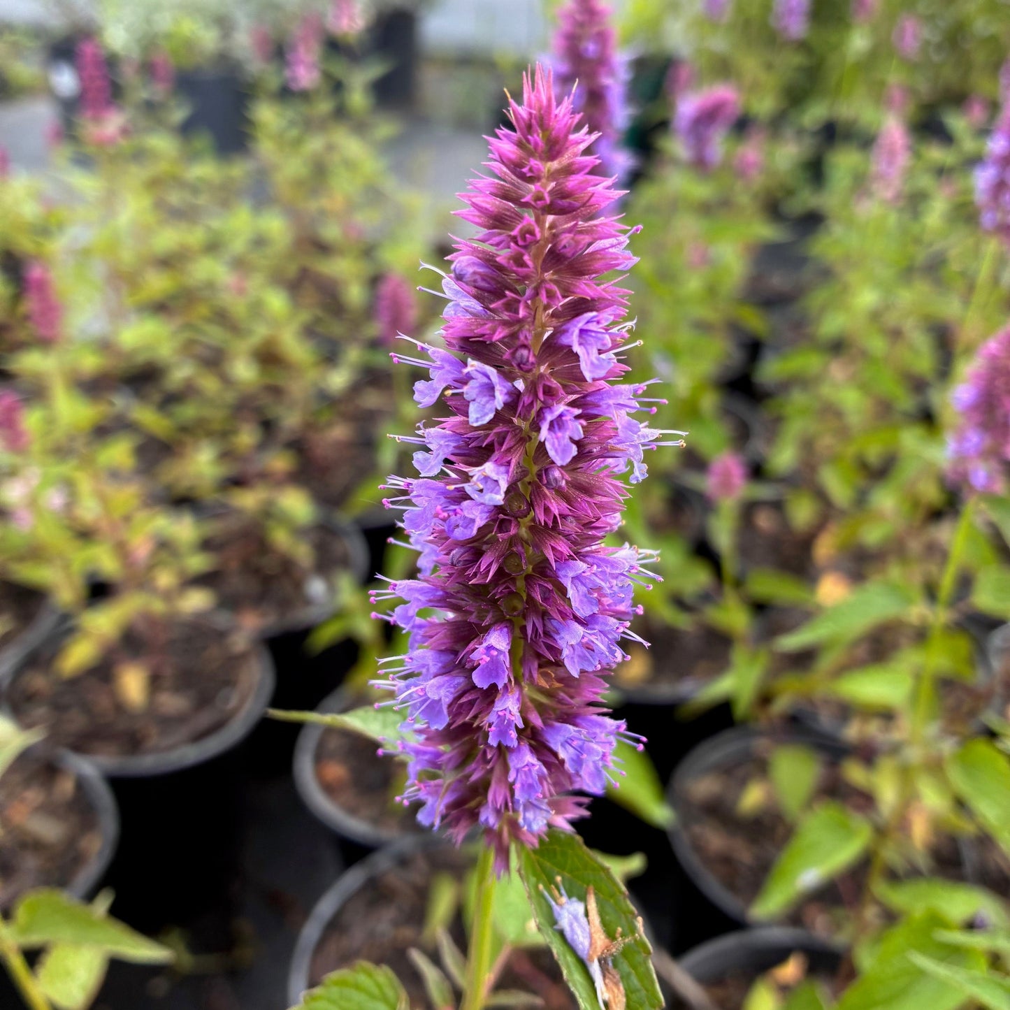 AGASTACHE rugosa Beelicious Purple Hummingbird Mint