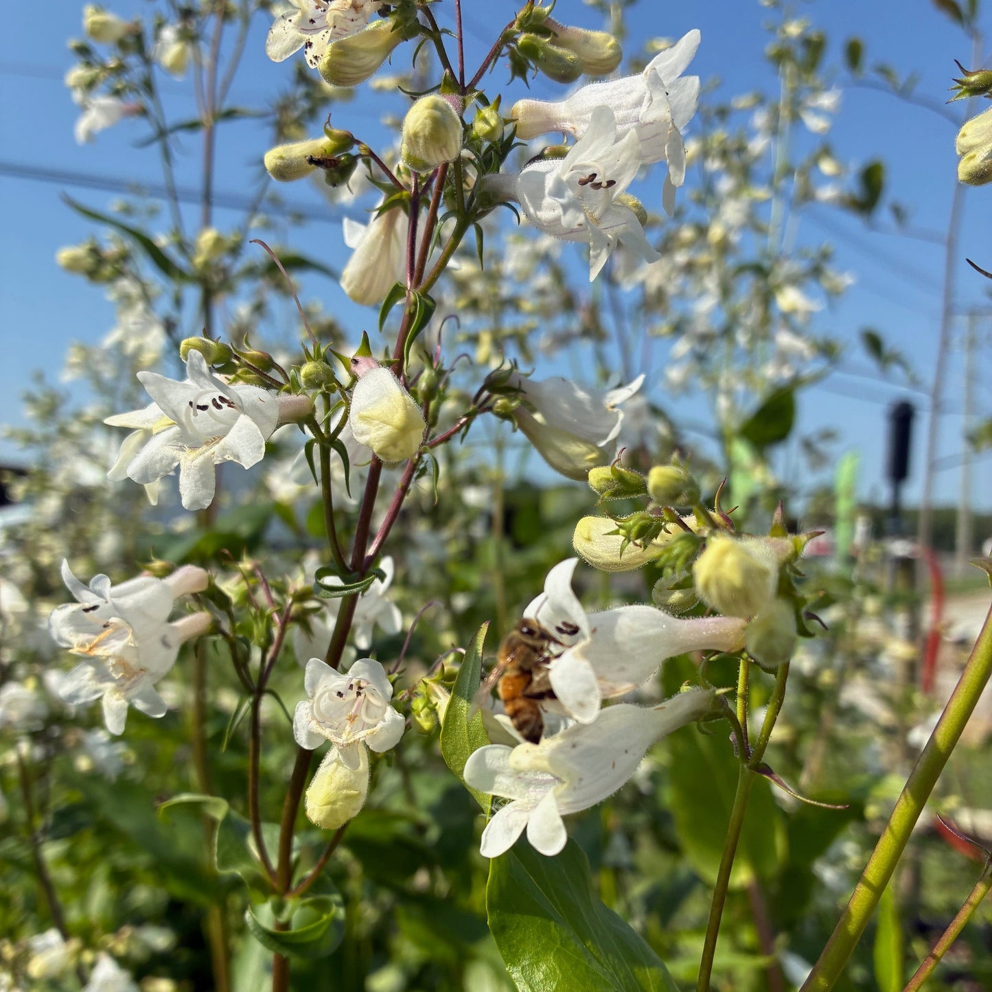PENSTEMON digitalis Foxglove Beardtongue