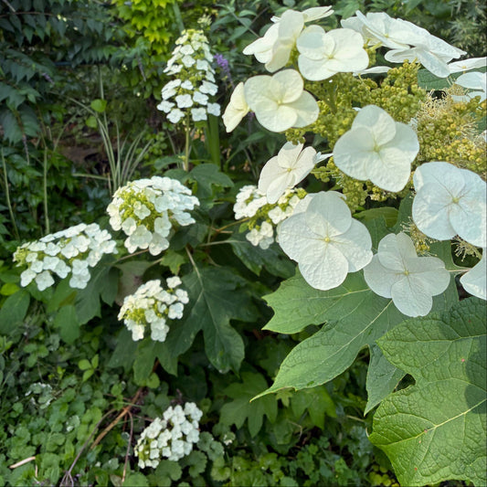 HYDRANGEA quercifolia Oakleaf Hydrangea