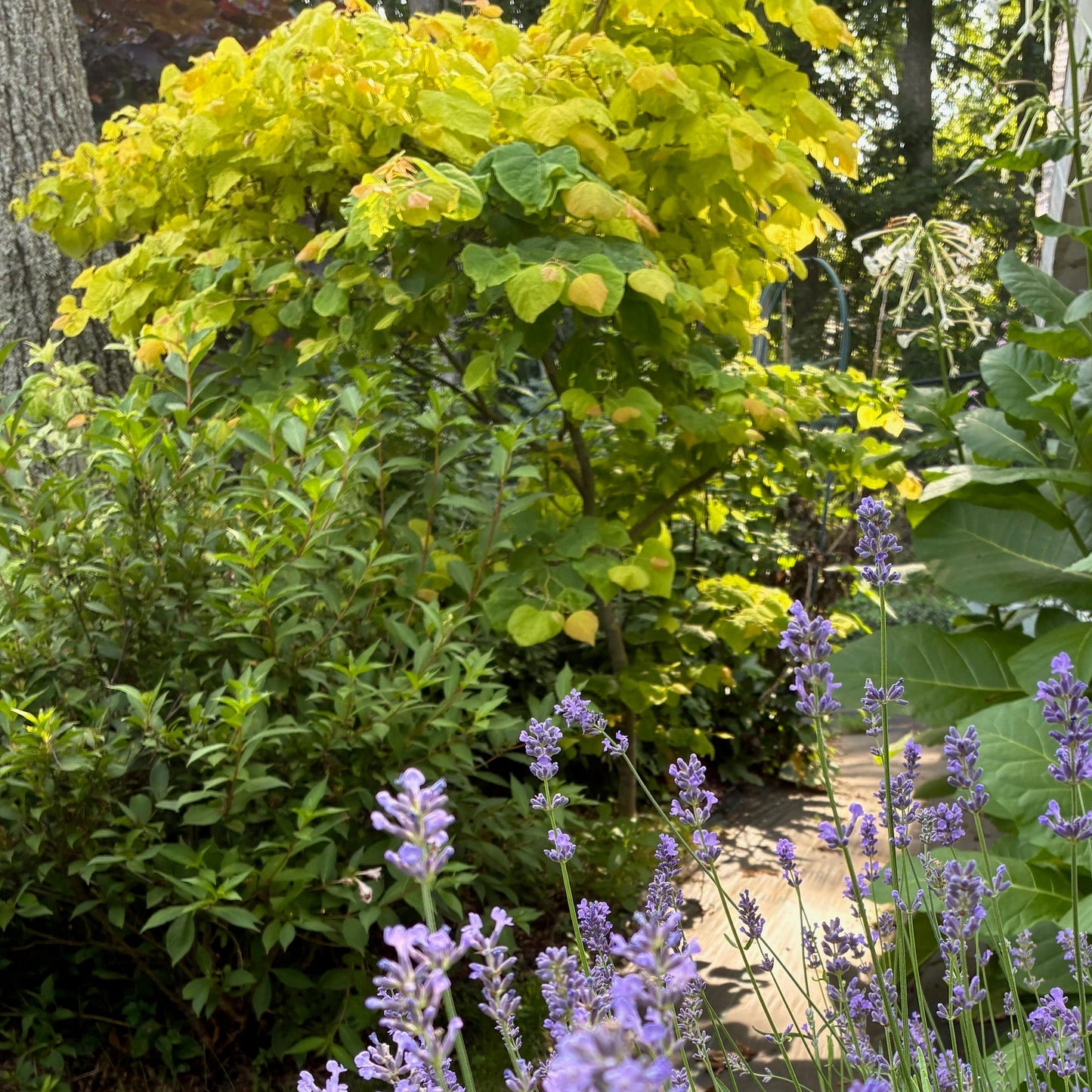 CERCIS canadensis Golden Falls Redbud Tree