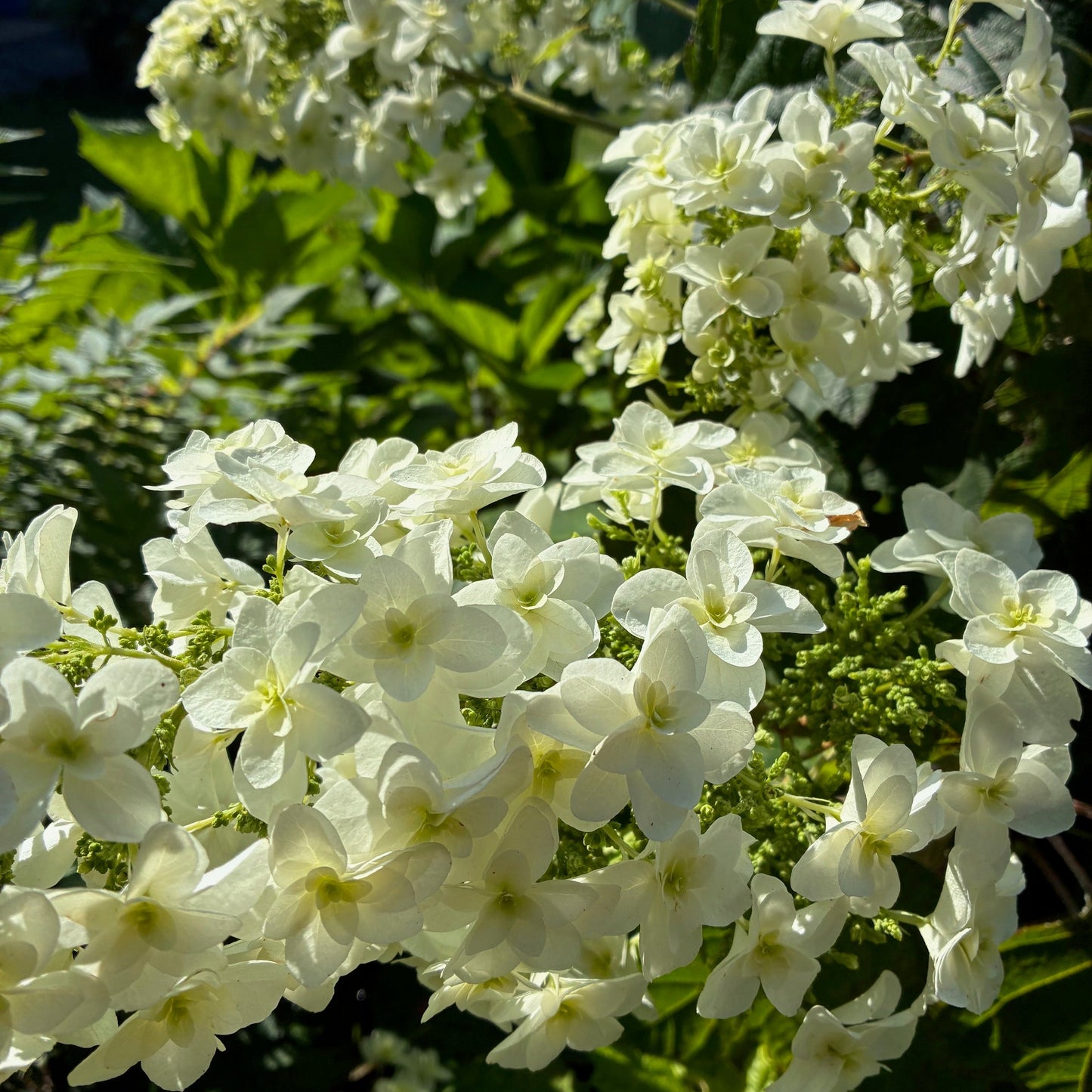 HYDRANGEA quercifolia Snowflake Oakleaf Hydrangea
