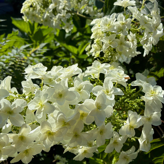 HYDRANGEA quercifolia Snowflake Oakleaf Hydrangea