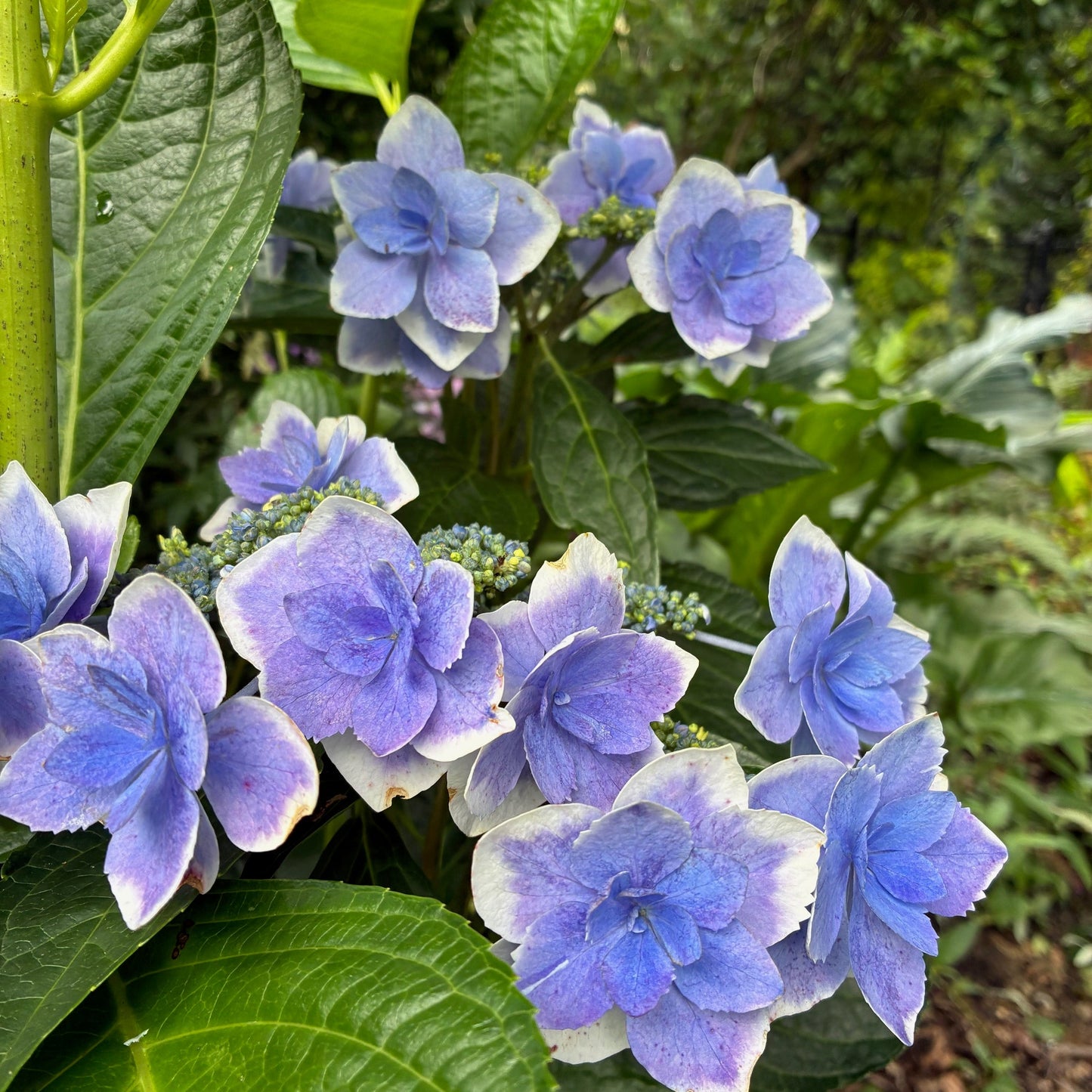 HYDRANGEA macrophylla Star Gazer Bigleaf Hydrangea