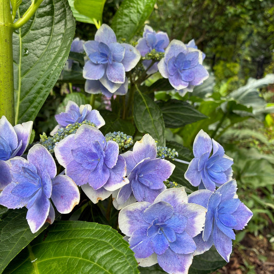 HYDRANGEA macrophylla Star Gazer Bigleaf Hydrangea