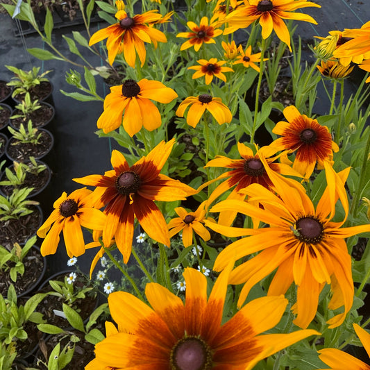 RUDBECKIA hirta Gloriosa Daisy