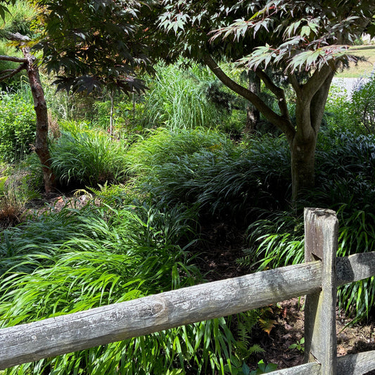 HAKONECHLOA macra Japanese Forest Grass
