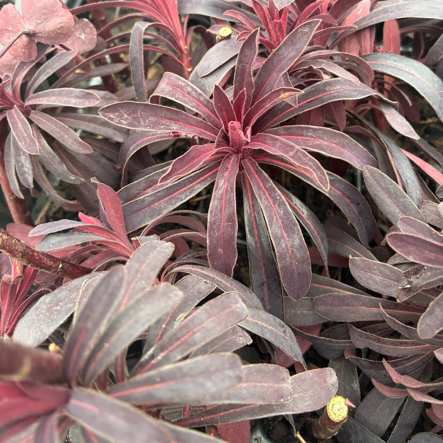 EUPHORBIA hybrid Miners Merlot Spurge