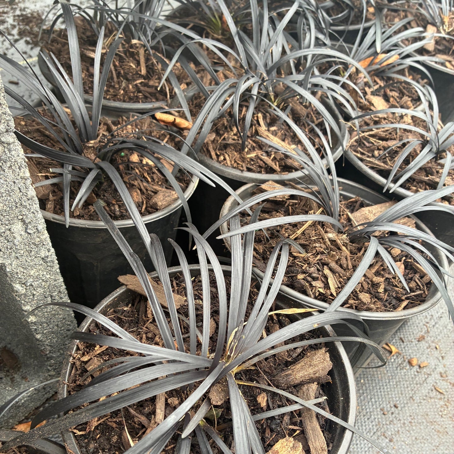 OPHIOPOGON planiscapus nigrescens Black Mondo Grass