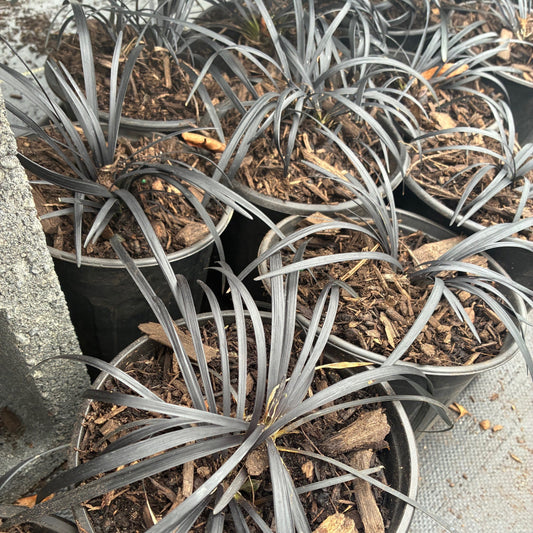 OPHIOPOGON planiscapus nigrescens Black Mondo Grass