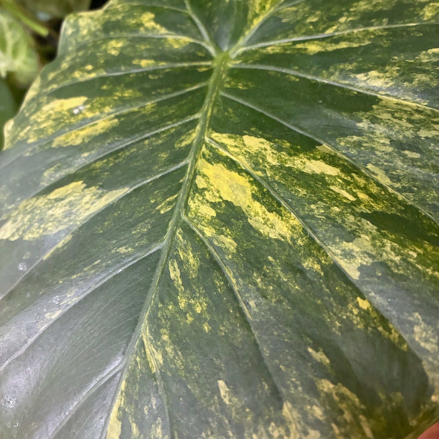 ALOCASIA odora Elephant Ear Maui Splash