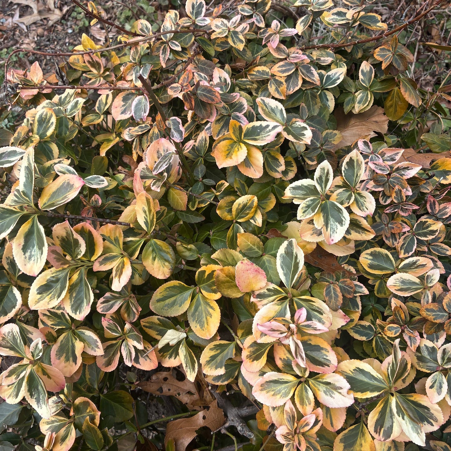 EUONYMUS fortunei Emerald and Gold Wintercreeper