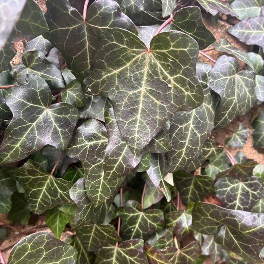 HEDERA helix Lighting Strike Ivy