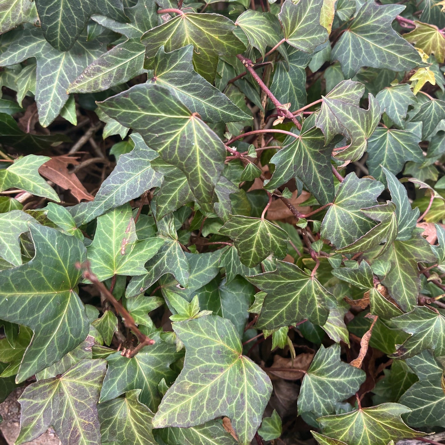 HEDERA helix English Needlepoint Ivy