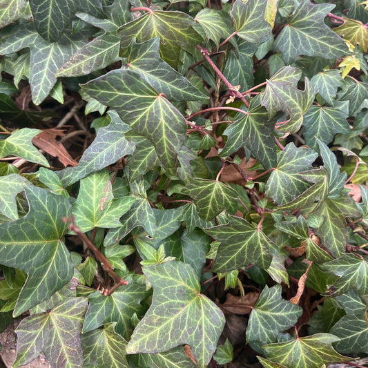 HEDERA helix English Needlepoint Ivy