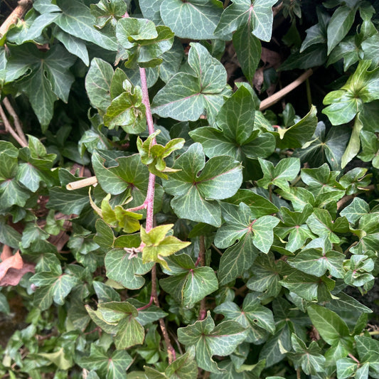 HEDERA helix Curly Leaf Ivy