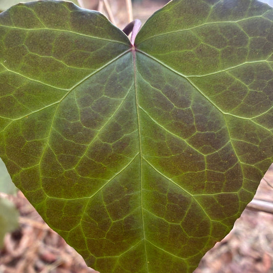 HEDERA colchica Persian Ivy