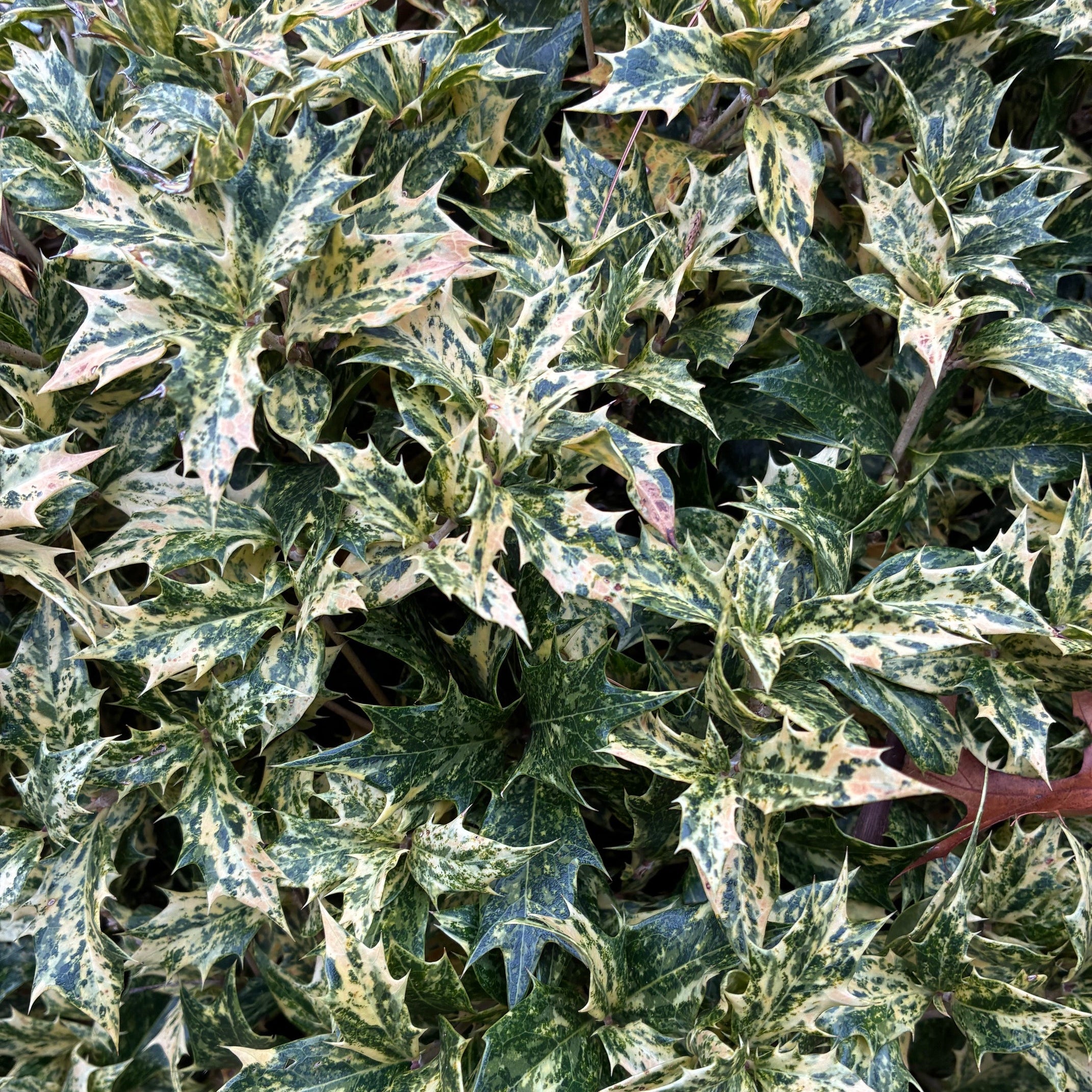 OSMANTHUS heterophyllus Goshiki Holly Osmanthus – North Shore Plant Company
