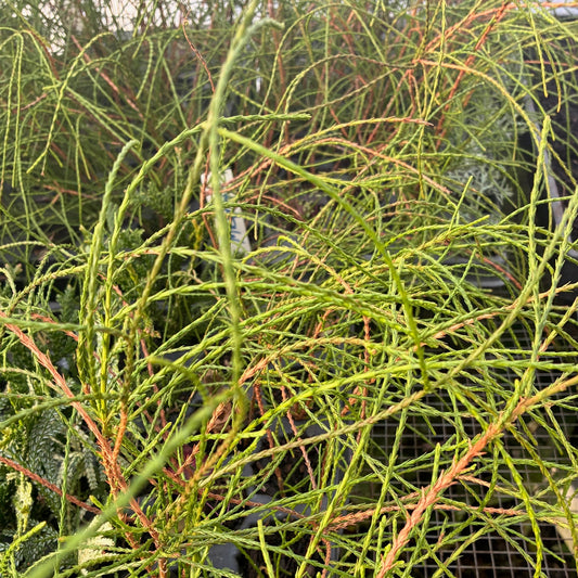 THUJA  platycladus orientalis Franky Boy Whipcord Arborvitae