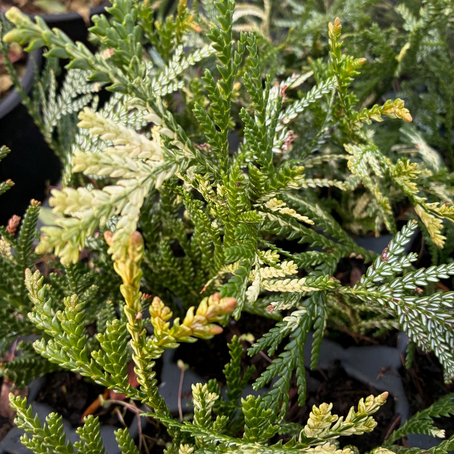 THUJOPSIS dolabrata variegata Variegated Japanese Elkhorn Cedar