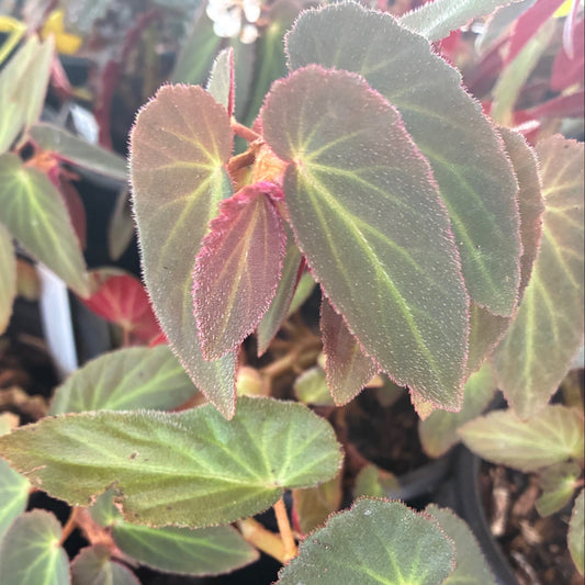 BEGONIA x withlacoochee Brazilian Lady Begonia