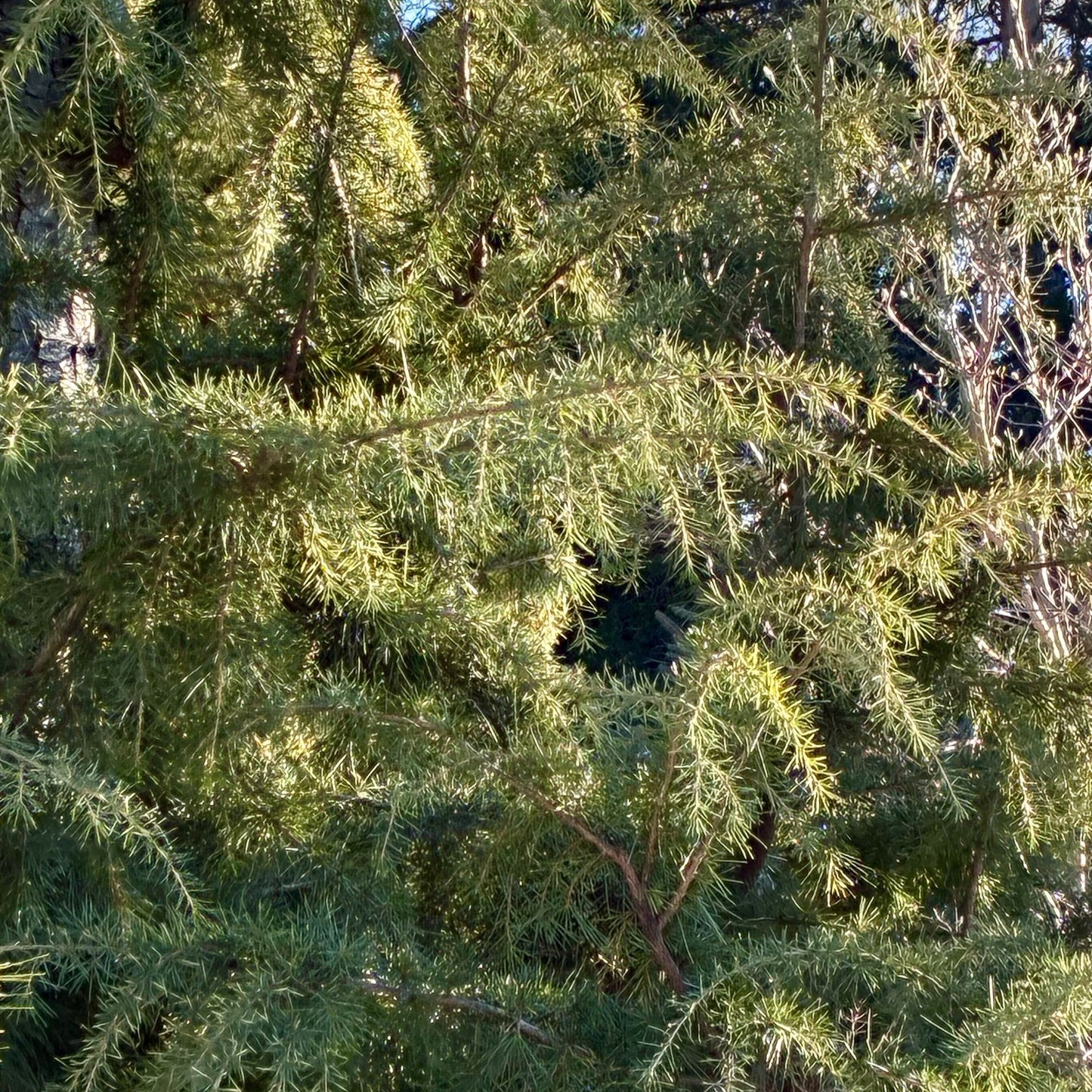 CEDERUS deodara aurea Golden Deodar Cedar