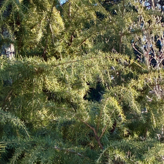 CEDERUS deodara aurea Golden Deodar Cedar
