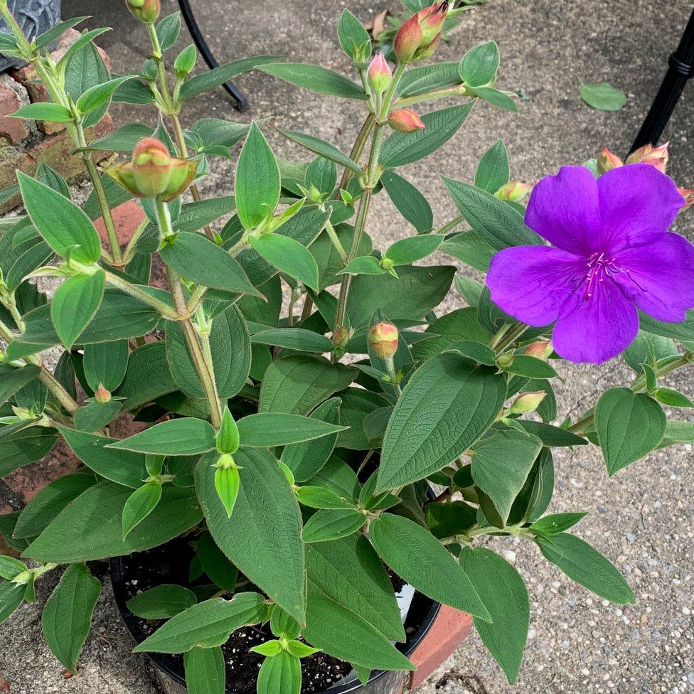 TIBOUCHINA urvilleana Princess Flower
