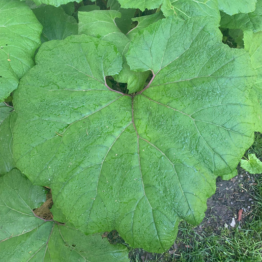 PETASITIES japonica Sweet Coltsfoot