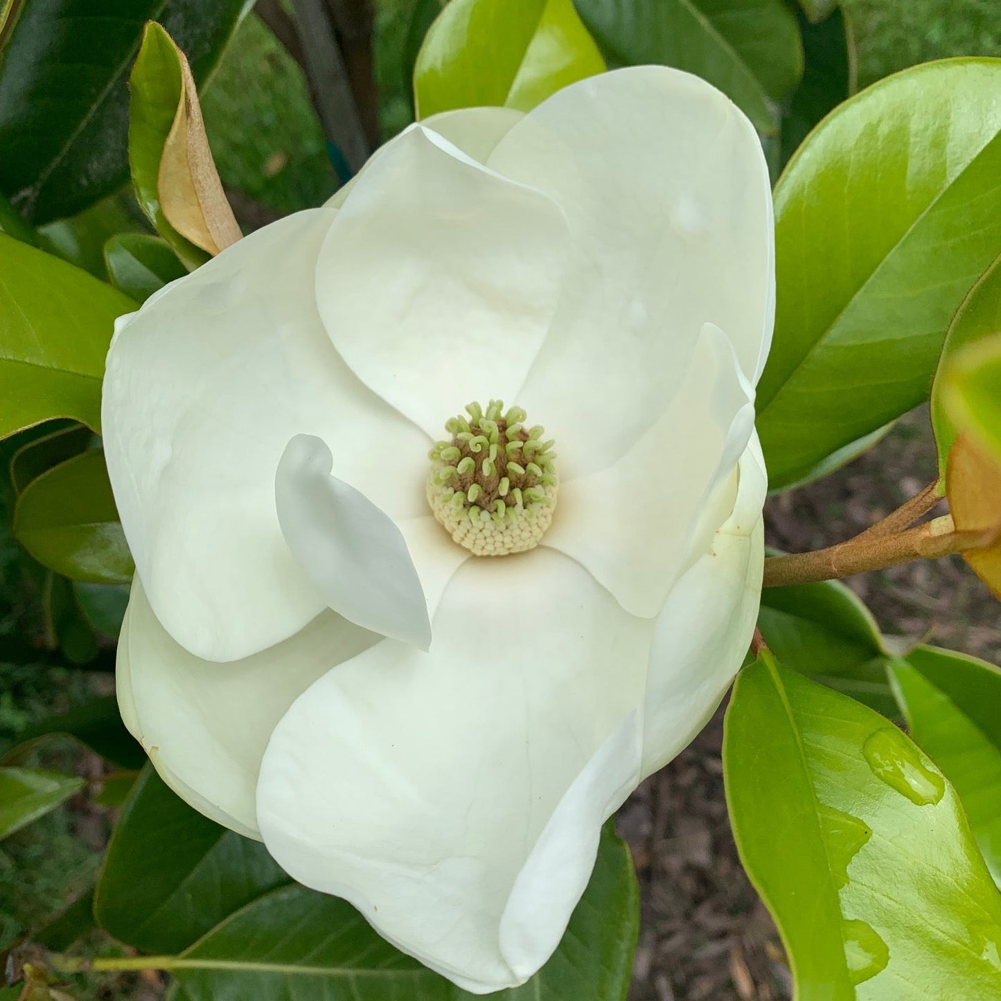 MAGNOLIA grandifolia Southern Magnolia Tree