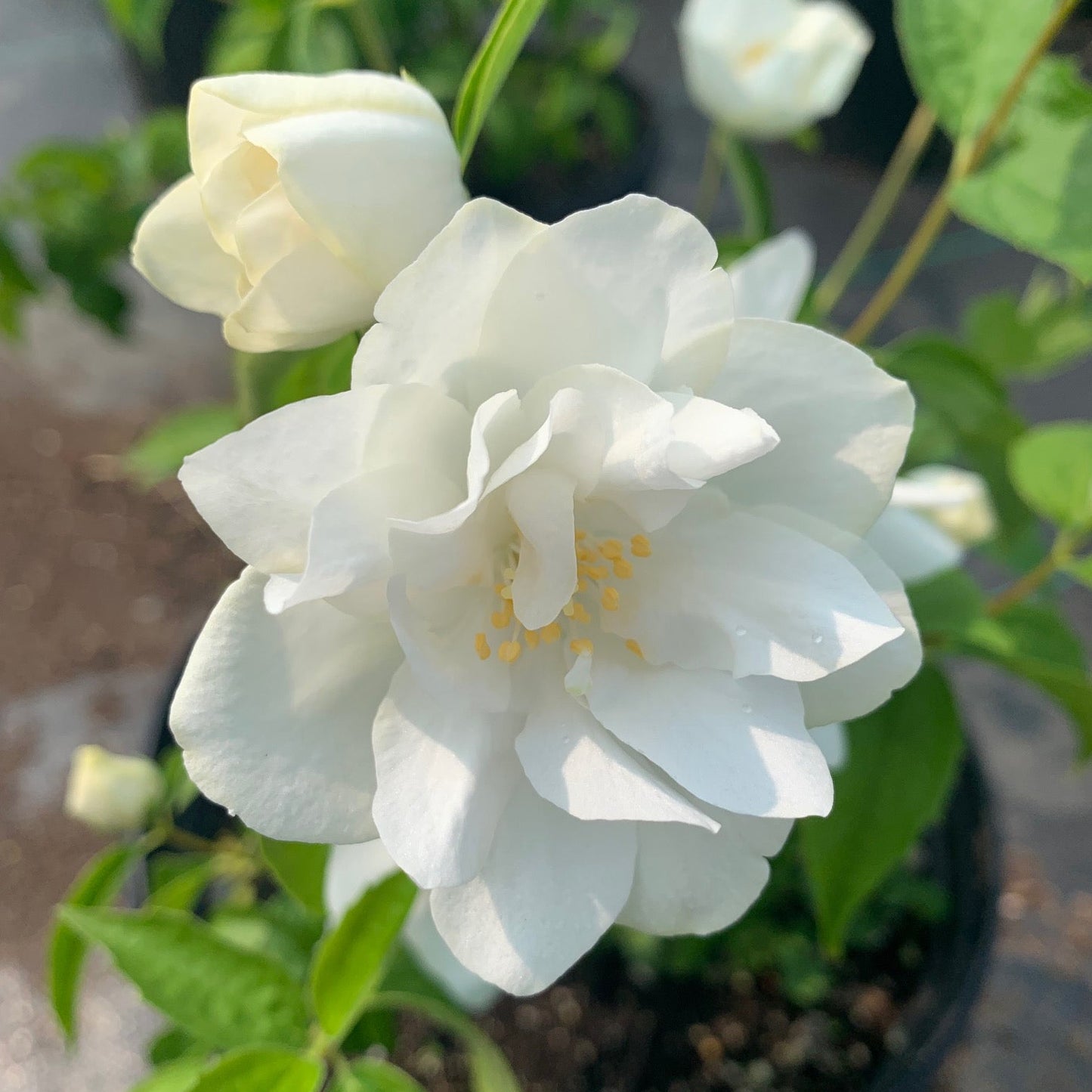 PHILADELPHUS virginalis Snowbelle Mock Orange