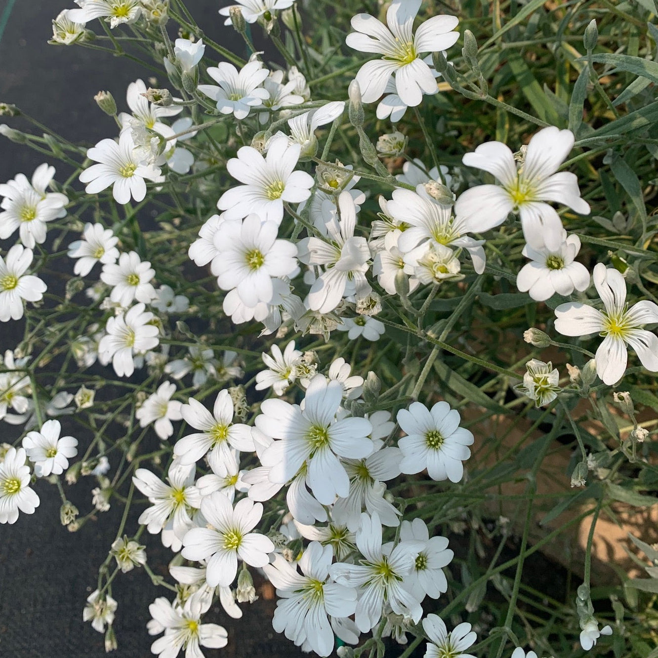 CERASTIUM tomentosum Snow- in-Summer