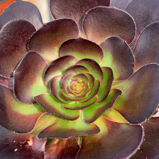 AEONIUM hybrid Firecracker Aeonium