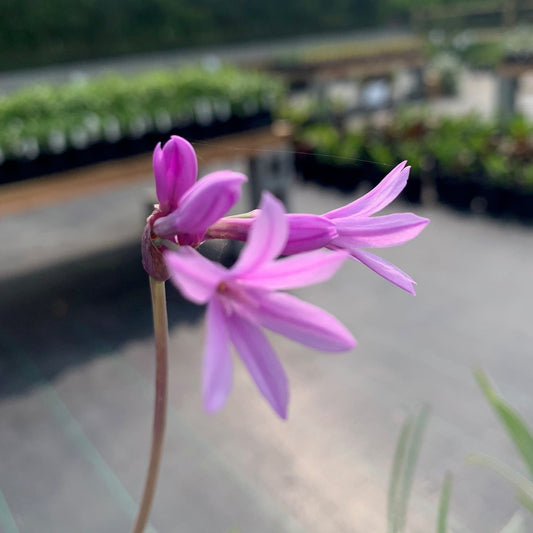 TULBAGHIA violacea Green Society Garlic