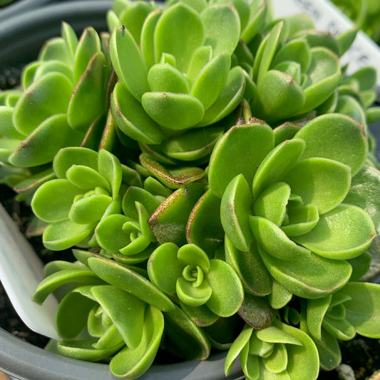 OROSTACHYS  malacophylla Green Dunce Cap