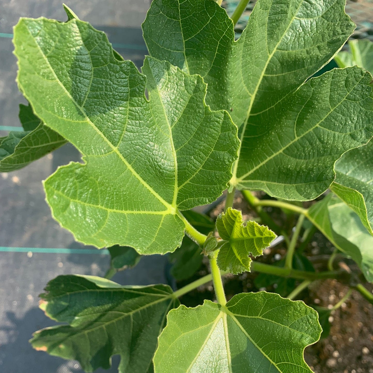 FICUS carica Brown Turkey Fig