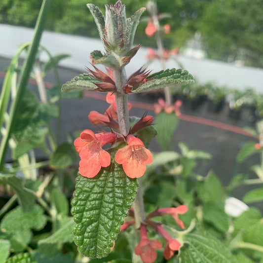 STACHYS albomentosa Hidalgo Stachys