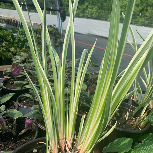 ACORUS calamus Variegated Sweet Flag