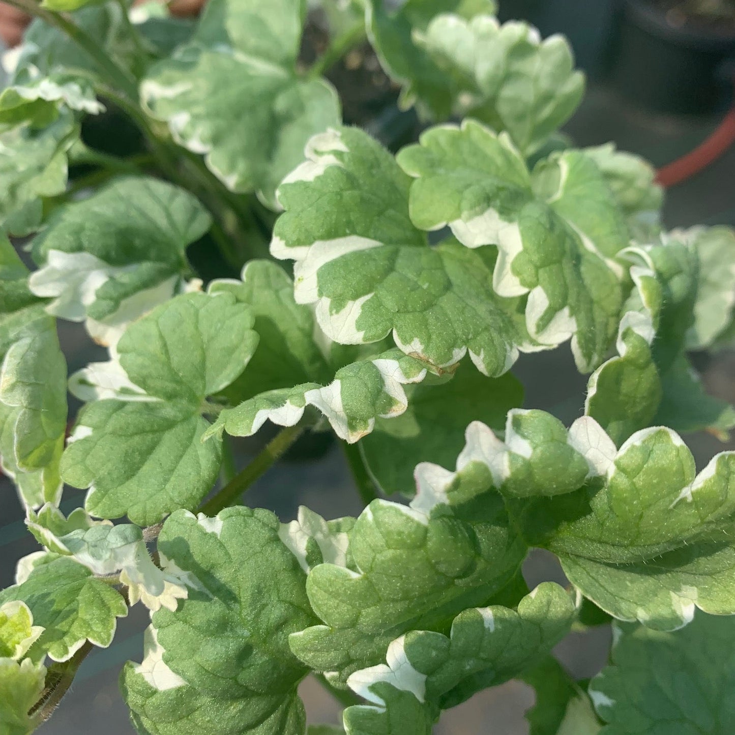 GLECHOMA hederacea Variegated Creeping Charlie