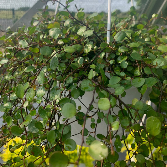 MUEHLENBECKIA axilaris Creeping Wire Vine