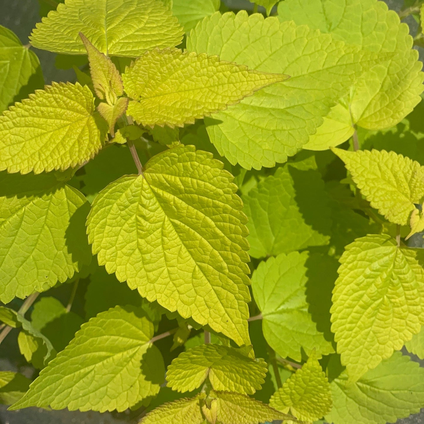 AGASTACHE rugosa Golden Jubilee Hummingbird Mint