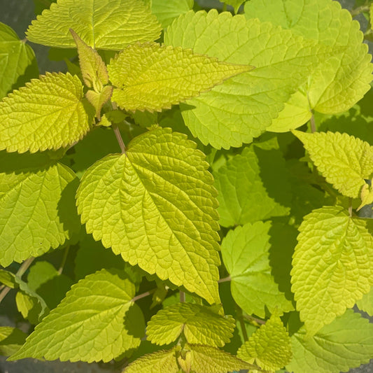 AGASTACHE rugosa Golden Jubilee Hummingbird Mint