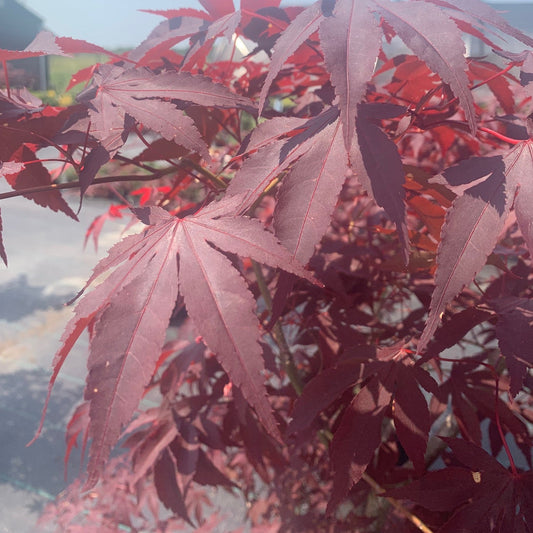 ACER palmatum 'Bloodgood' Japanese Maple Tree