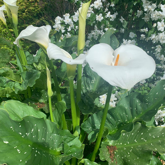 ZANTANDECHIA aethiopicta White Giant Calla Lily