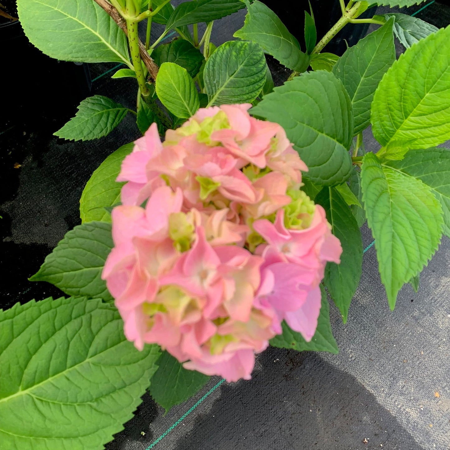 HYDRANGEA macrophylla Sweet Fantasy Bigleaf Hydrangea