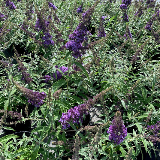 BUDDLEIA hybrid Buzz Blue Butterfly Bush