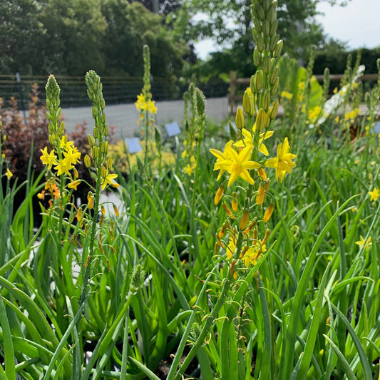 BULBINE frutescens Yellow Bulbine