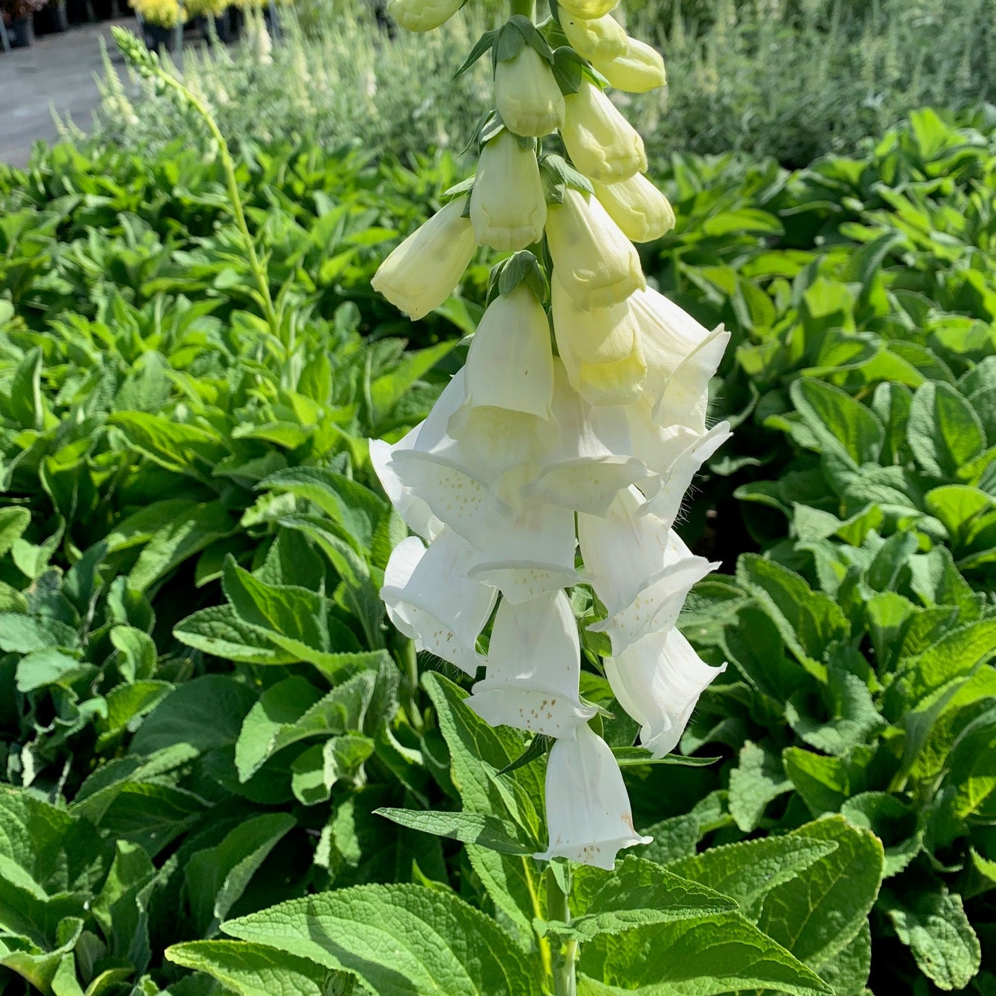 DIGITALIS purpurea Excelsior Foxglove