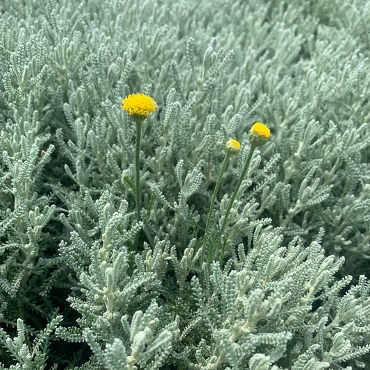 SANTOLINA chamaecyparissus Grey Lavender Cotton