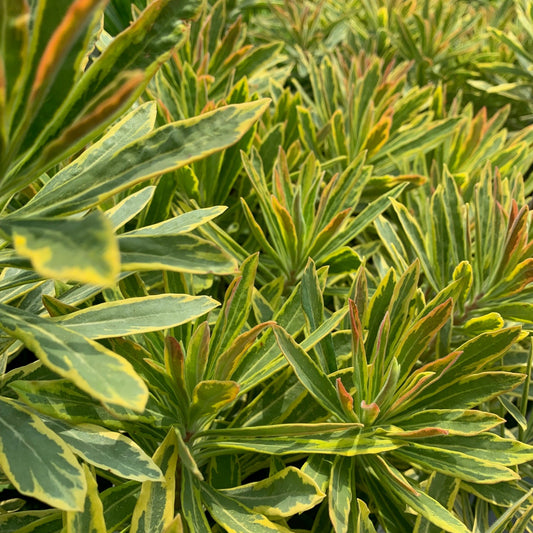 EUPHORBIA x martinii Ascot Rainbow Spurge